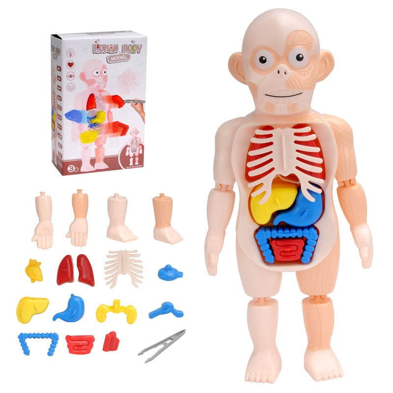 3D Human Body Model - The Resilient Kidz 